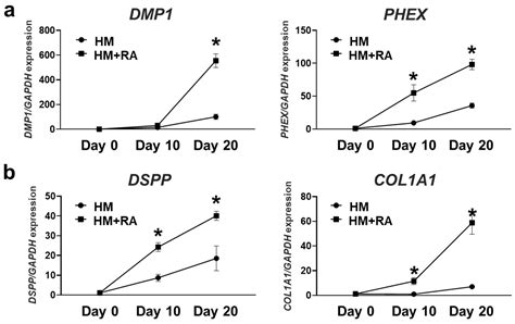 Fabrication of Hard Tissue Constructs from Induced Pluripotent Stem ...