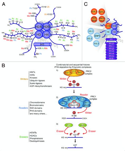 Image result for Acetylation Post-Translational Modification Mechanism