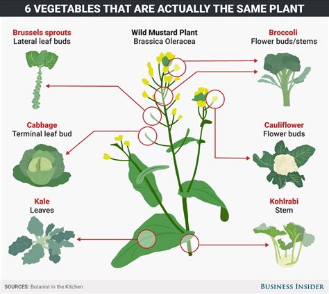 Mustard Plant Morphology at Joel Donovan blog