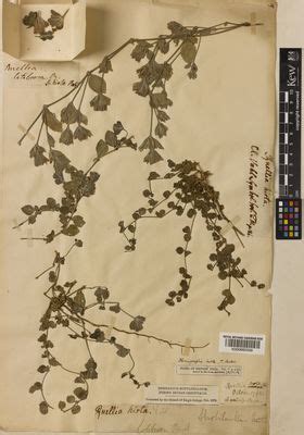 Strobilanthes hirta (Vahl) Blume | Plants of the World Online | Kew Science