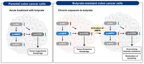 Regulation of Butyrate-Induced Resistance through AMPK Signaling ...
