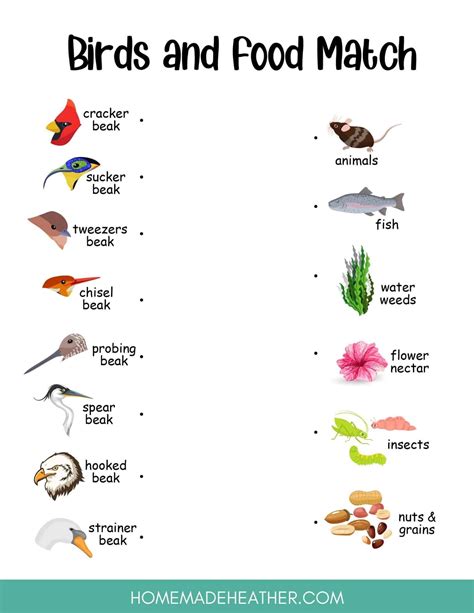 Birds vs Food Work Sheet | Zoologie, Activité
