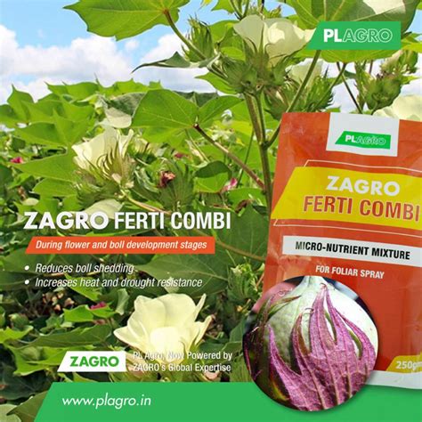 Did boll shedding impact your cotton yield?