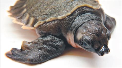 Pig-nosed turtles set for release back to wild - Post Courier