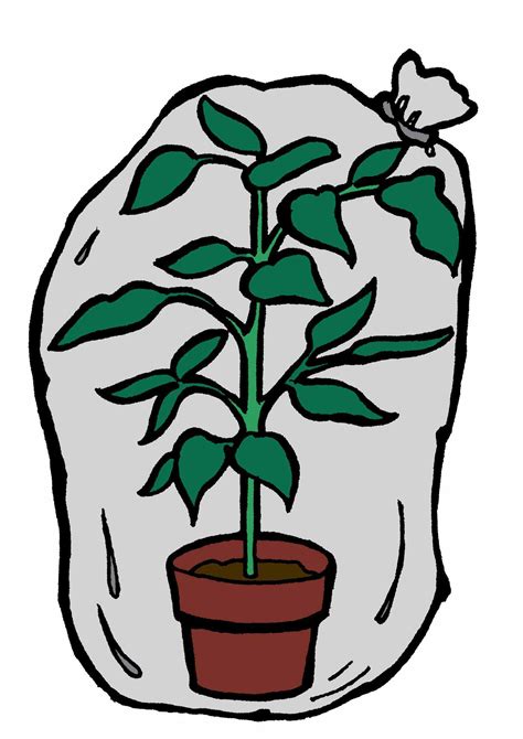 Plants Won’t Suffocate Inside a Bag - Laidback Gardener