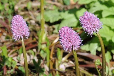 Conserving Delaware’s Rare Flora, 3120 Barley Mill Rd, Hockessin, DE ...