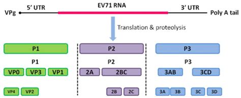 Antiviral and Inflammatory Cellular Signaling Associated with ...
