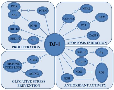 Cells | Special Issue : Mitochondria Meet Iron Metabolism: Facts and ...