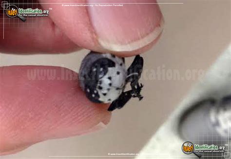 Image result for Bot Fly Insect