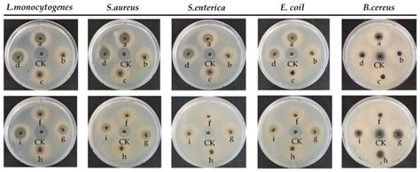 Isolation and Characterization of Enterococcus faecium from Fermented ...
