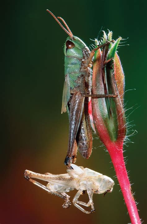 Grasshopper | Description, Insect, Types, Characteristics, Nymph ...