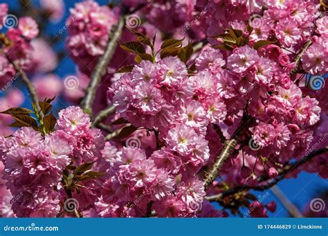 Cherry Tree 的图像结果