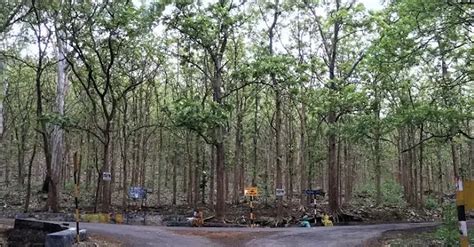 Kottachedu Teak Forest Yercaud: Entry Fee, Timings, Distance, Photos