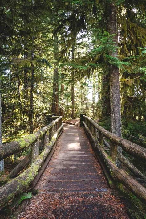 Your Guide To Hiking The McKenzie River Trail | Oregon is for Adventure