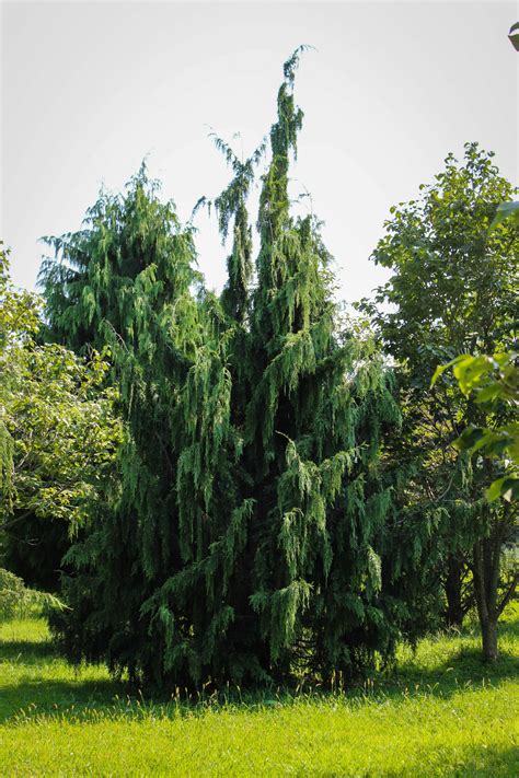 Inspiring Alaskan Cedar Weeping Gallery