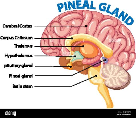 Anatomy Of Pineal Gland