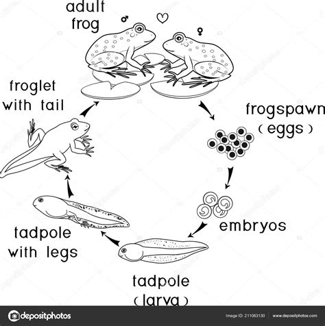 Froglet Coloring Pages