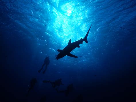 One of my favorites pictures and my screensaver for many years now. : r/sharks