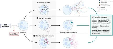 What Traps Pathogens at Stacy Goode blog
