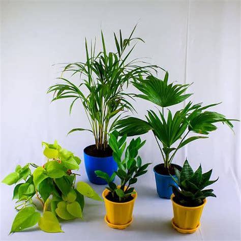 Mphmi NCR Live Plants Air purifier plants packs : Amazon.in: Garden ...