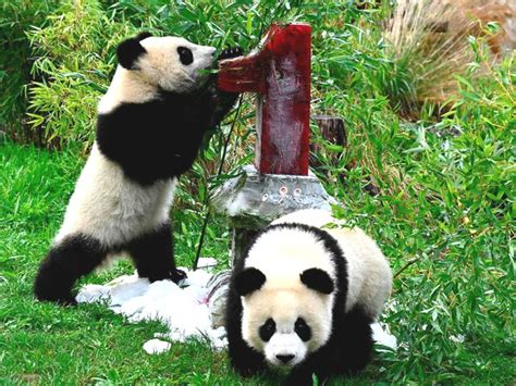 Berlin Zoos Twin Panda Cubs Celebrate First Birthday German Born First ...