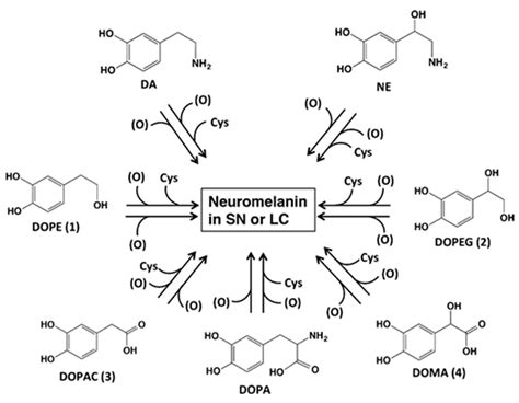 The Metabolic Fate of ortho-Quinones Derived from Catecholamine Metabolites