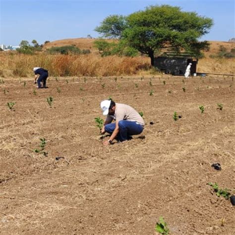 Azbil’s Agroforestry Action: Empowering Agroforests for a Sustainable ...