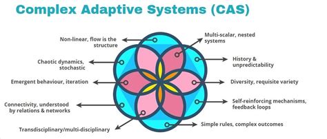 Image result for Complex Adaptive System Examples