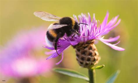 Bumblebee and Solitary Bee ID training, Hams Hall Environmental Centre ...