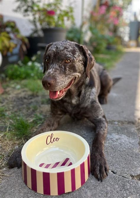 RICE | FressNapf | Hunde | Blumen | Herz| bunt | groß