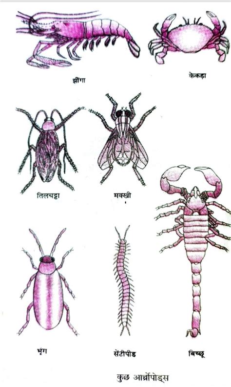 संघ 6. आर्थ्रोपोडा (Phylum 6. Arthropoda )