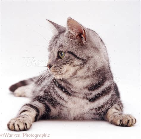 Silver Tabby She Cat