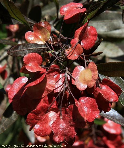 Dodonaea 'Dana' - דודונאה 'דנה', Hopbush 'Dana', דודונאה 'דנה', Hopbush ...