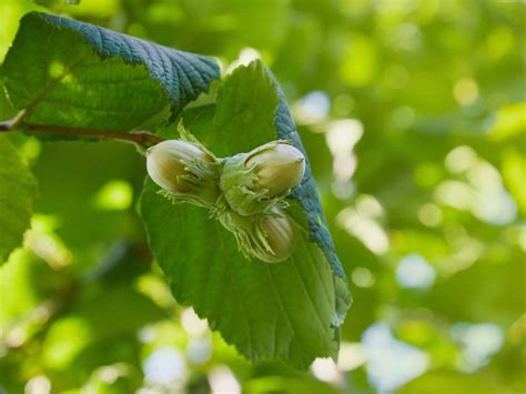 Image result for Hazelnut Tree Nut