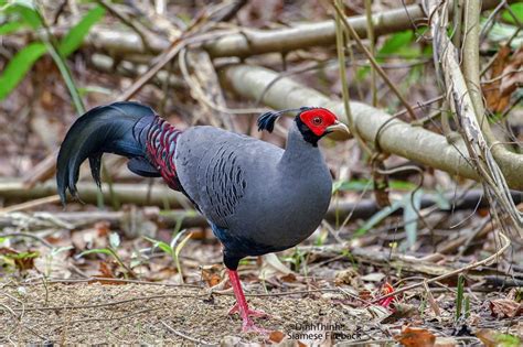 Annam Birding, Bird Photo Tours