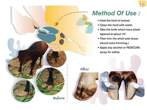 Veterinary Instruments - Hoof Knife Manufacturer from Pune