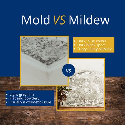 What Does Mold Look Like on Wood? How to Spot and Stop It - Edifice ...