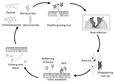 Interaction of Ginseng with Ilyonectria Root Rot Pathogens