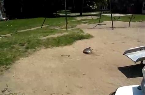 Fastest Softshell Turtle 的图像结果