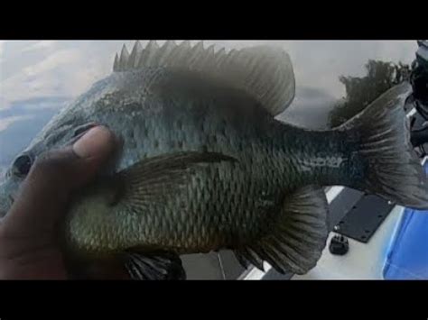 Image result for Shellcrackers On Bottom