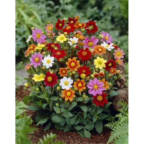 Garden State Bulb Multicolor Mixed Topmix Dahlia Bulbs 4-Pack at Lowes.com