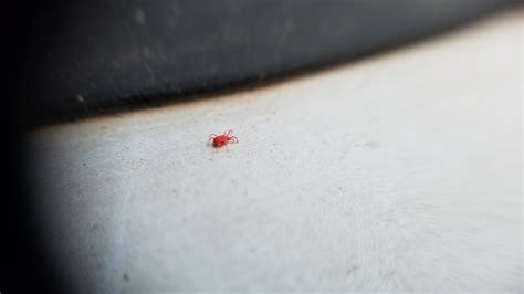 Red Mites Mites And The Tiny Red Spider In Your Home | 24/7 Pest
