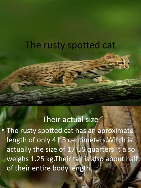 The Rusty Spotted Cat | PDF