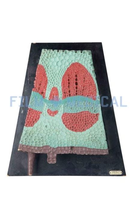 Cellular Model Simulation 的图像结果