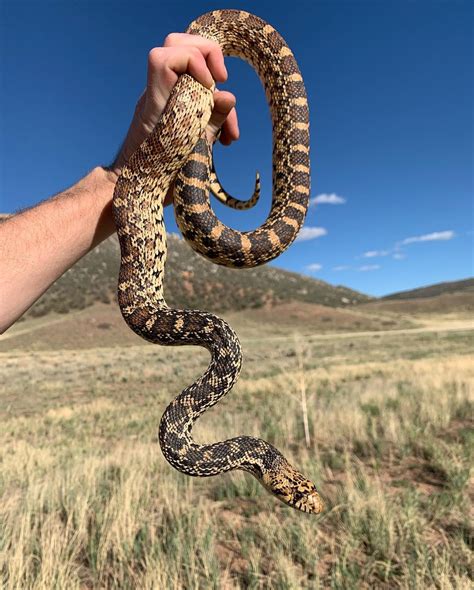 Bull Snakes - Learn About Nature