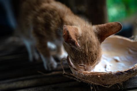Can Cats Eat Coconut Meat