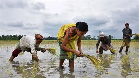 China buys rice from India for first time in decades amid Ladakh ...