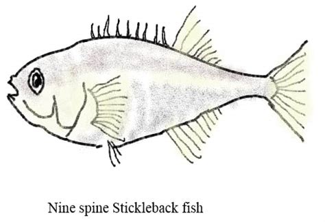 ChurchAges.net - Basic flaws in the theory of evolution