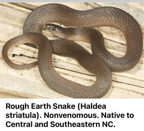 Rough Earth Snake | PDF