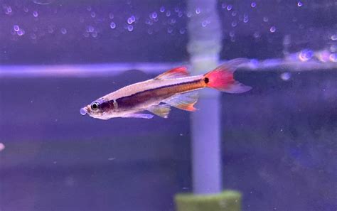 What is this on my white cloud minnows mouth? - Diseases - Aquarium Co ...